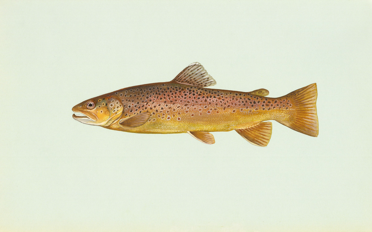 Brown Trout Source: Raver, Duane. http://images.fws.gov. U.S. Fish and Wildlife Service.