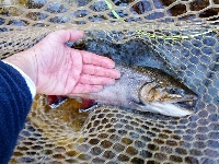 Asheville Brookies! Fishing Report