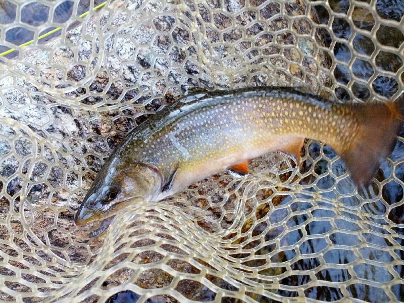Avery Creek fishing photo 1