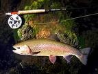 trout fishing near Bryson City