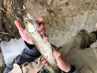 1st Tiger Trout