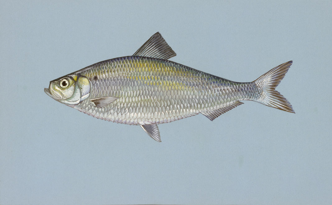 North Carolina Saltwater Fish Species Chart